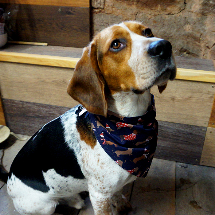 dog with neckerchief